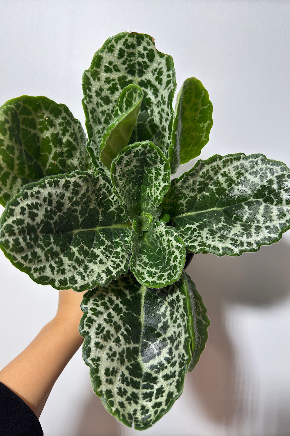 POWERS TO FLOWERS - STREPTOCARPUS 'PRETTY TURTLE' Pianta Vera In Vaso + Omaggio Sorpresa