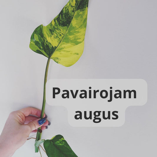 Kā pavairot telpaugus?