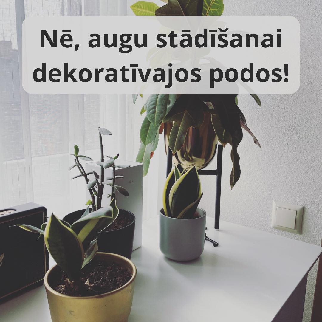 Nē, telpaugu stādīšanai dekoratīvajos podos!