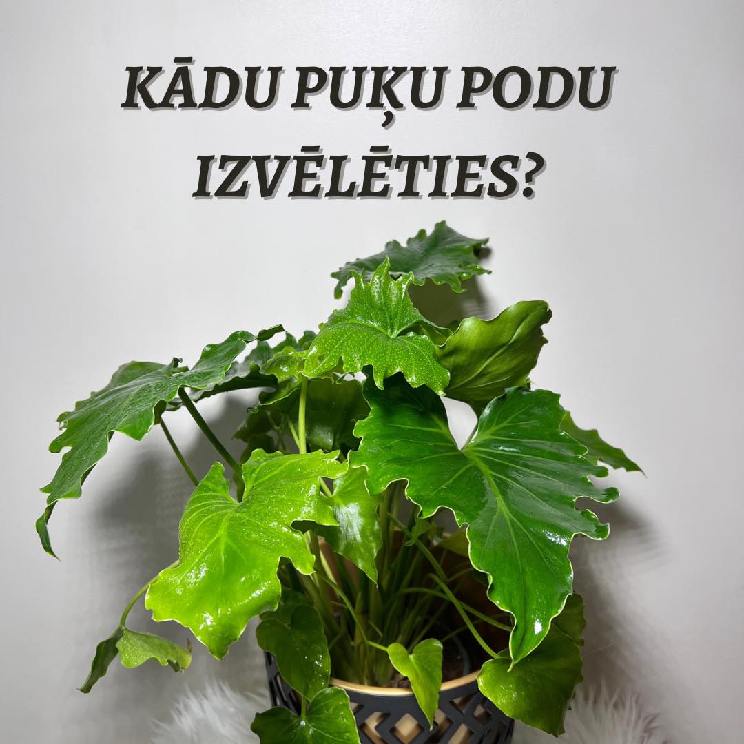 Kādu puķu podu izvēlēties telpaugiem?