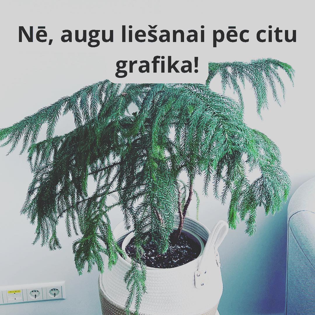 TELPAUGU KOPŠANAS KĻŪDA - Nē, telpaugu liešanai vadoties pēc citu grafika!