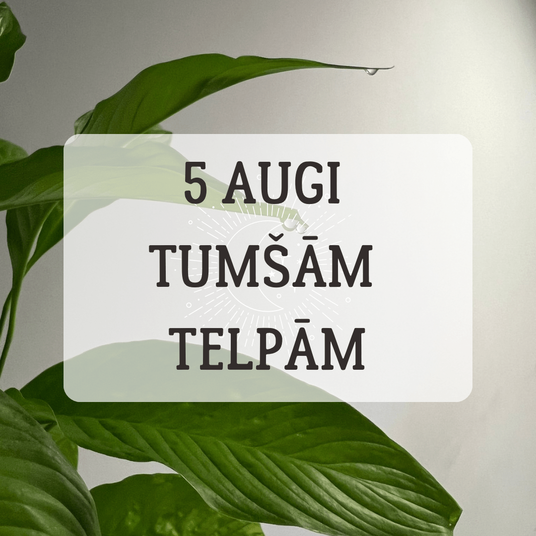 5 TELPAUGI TUMŠĀM TELPĀM - www.augi-plants.lv