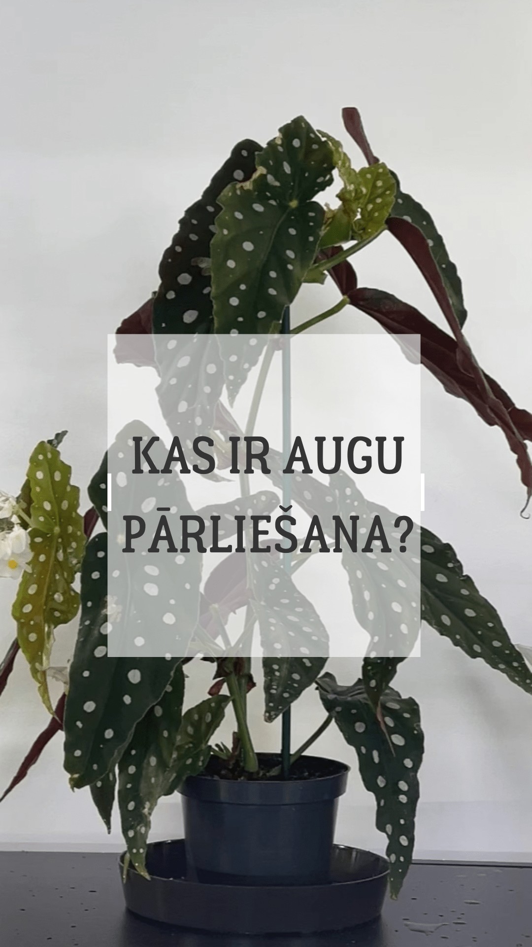 Kas ir telpaugu pārliešana? - www.augi-plants.lv