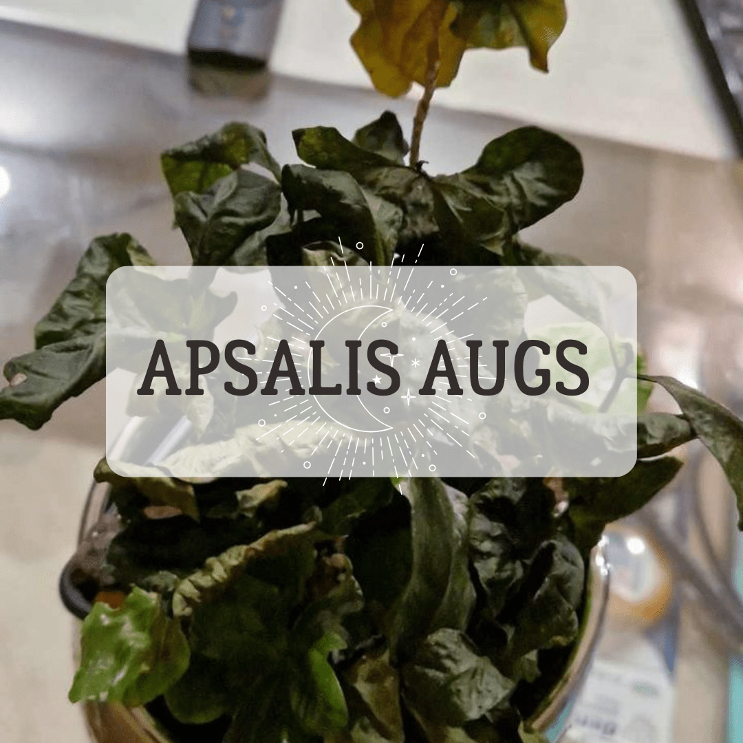 KO DARĪT JA APSALIS TELPAUGS? - www.augi-plants.lv