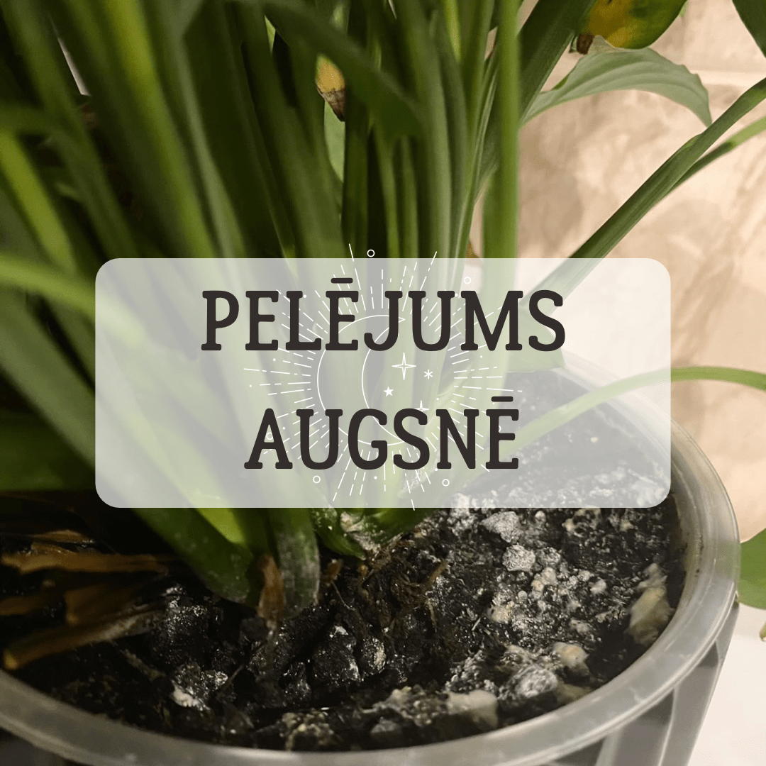 Pelējums uz augsnes - www.augi-plants.lv