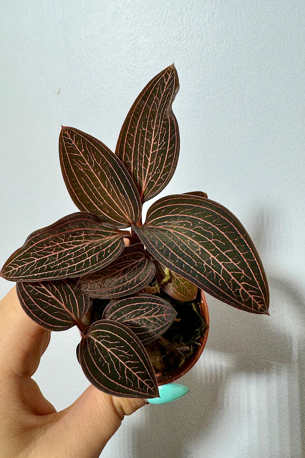 Orhideja Ludisia Spiderman x discolor