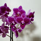 Phalaenopsis Orchid 2 flower stems 4.var