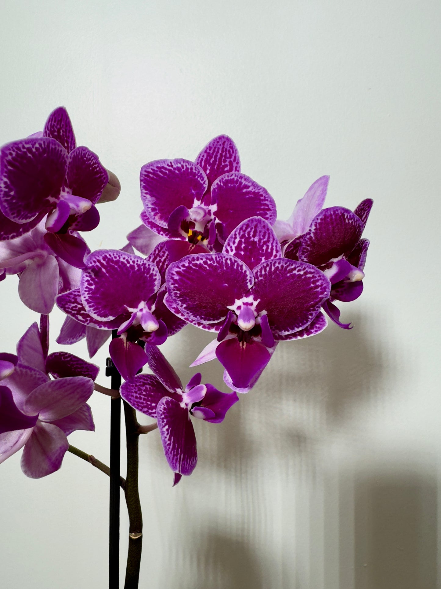 Phalaenopsis Orchid 2 flower stems 4.var