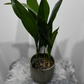 Aspidistra elatior Namų palaima