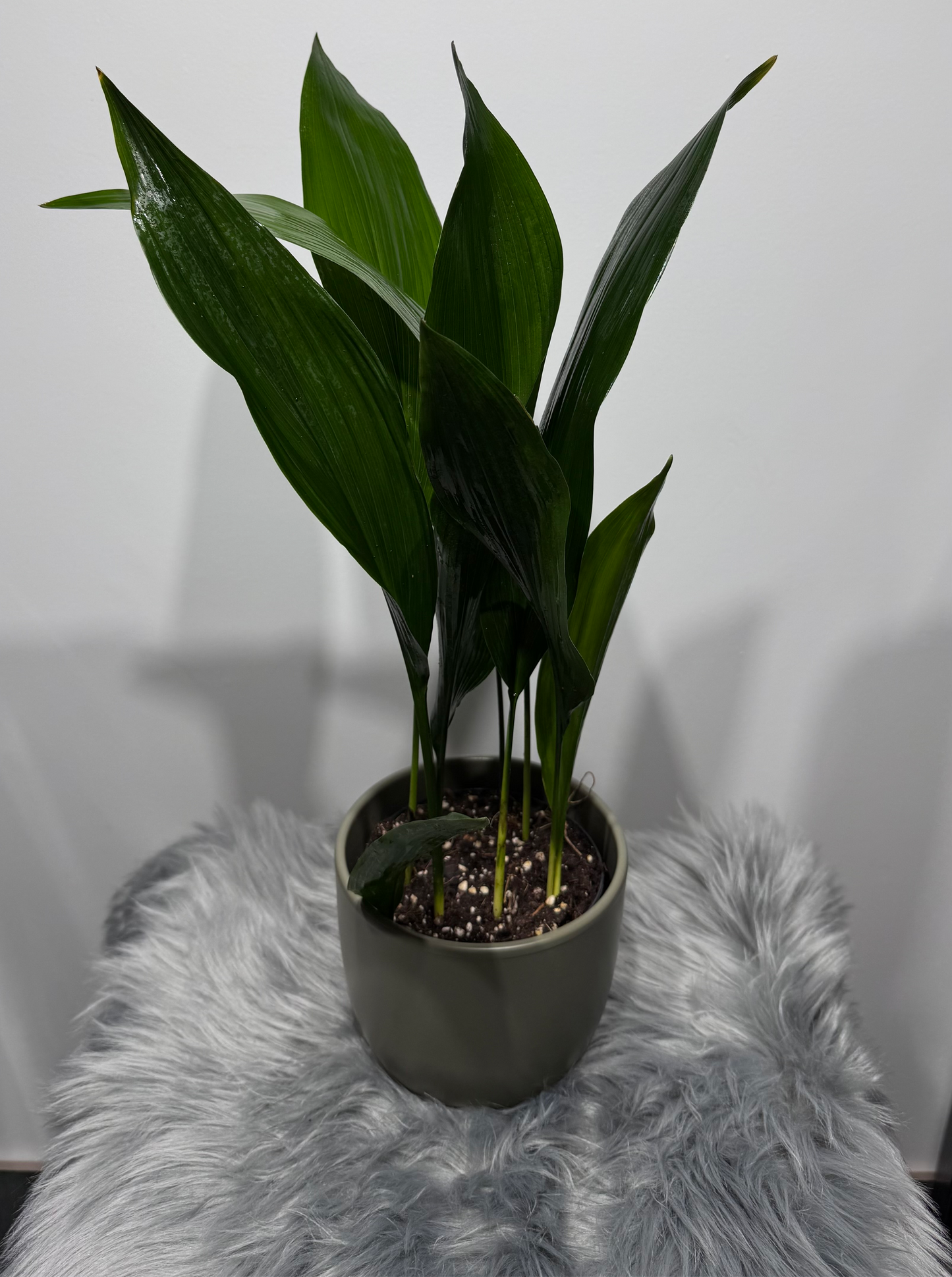 Aspidistra elatior Namų palaima