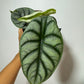 Alocasia 'Silver Dragon'