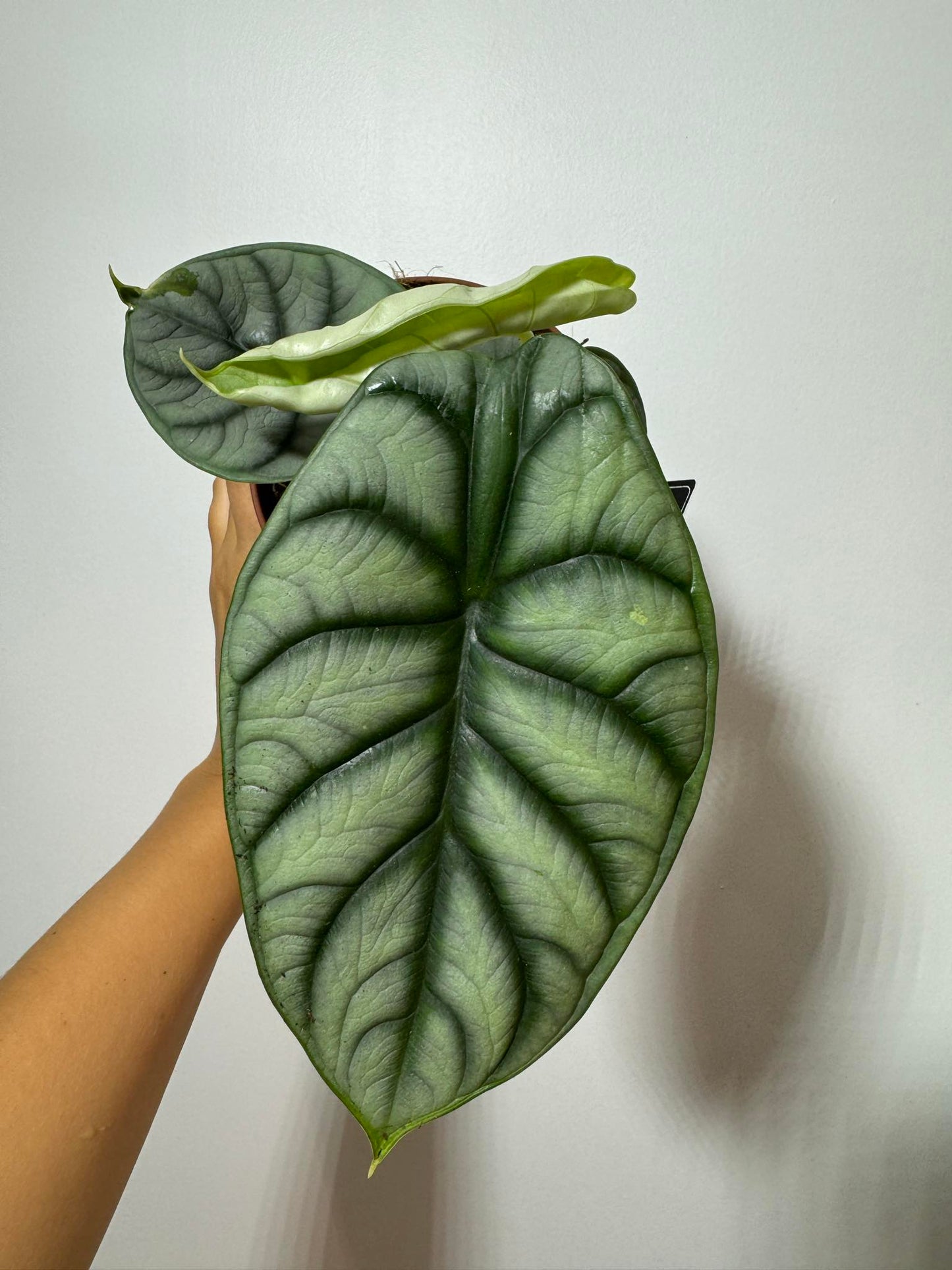 Alocasia 'Silver Dragon'