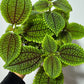 Pilea Mėnulio Slėnis