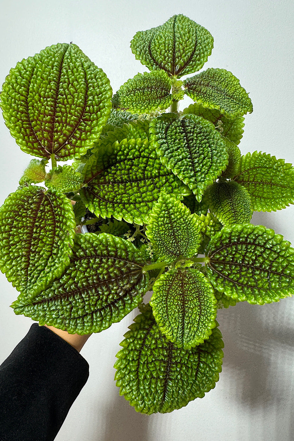 Pilea Mėnulio Slėnis