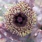 Huernia Hystrix