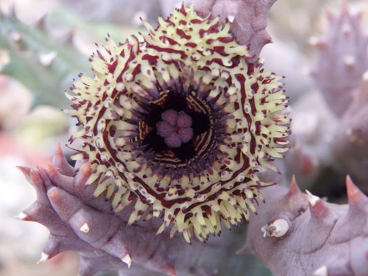 Huernia Hystrix