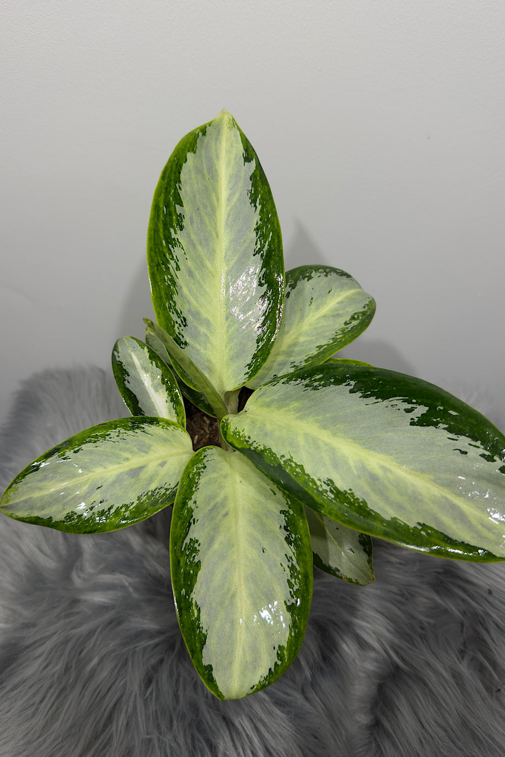 Aglaonema 10