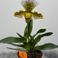 Orhideja Paphiopedilum Amerika 5