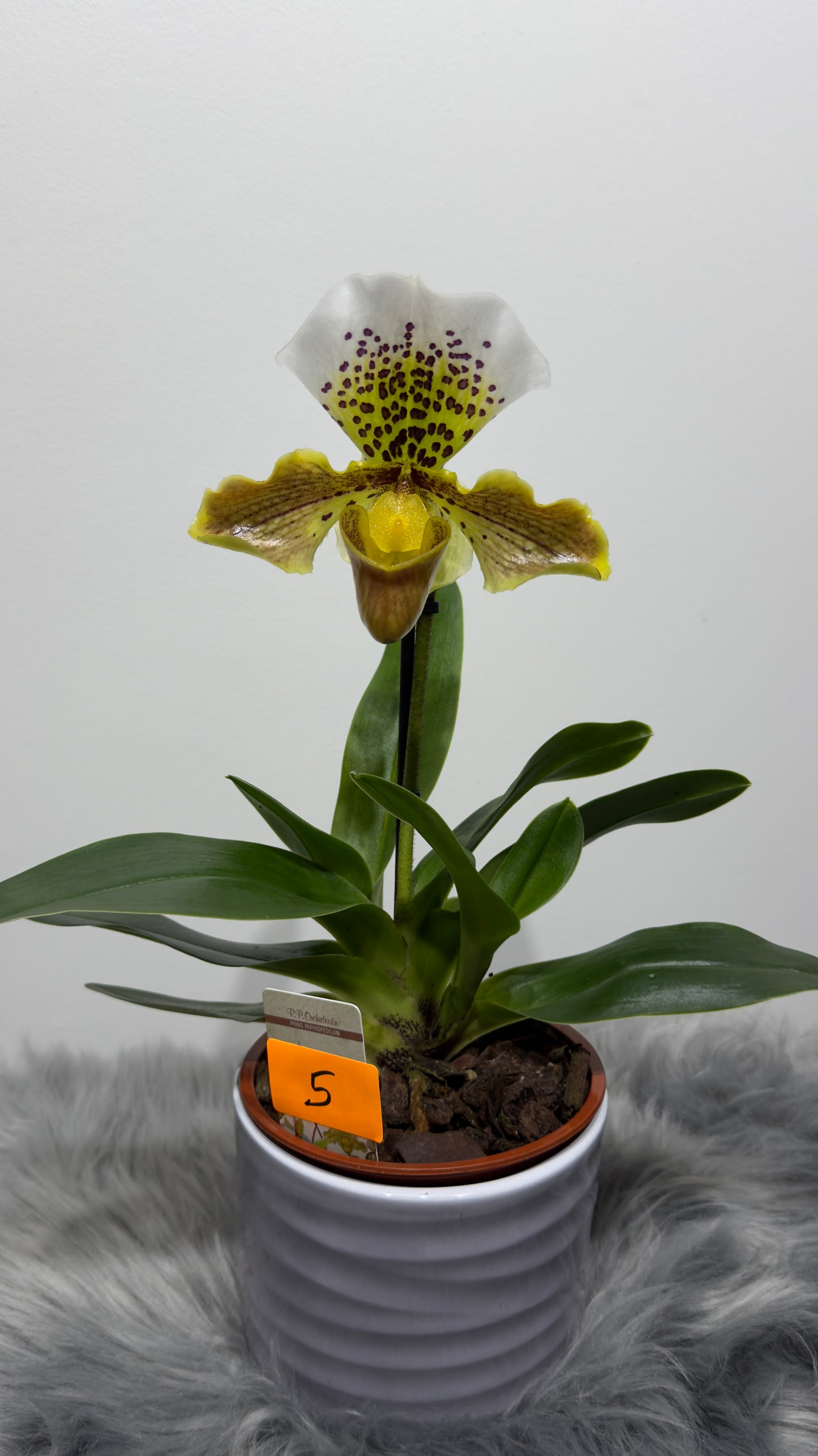 Orhideja Paphiopedilum Amerika 5