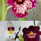 Orhideja Miltoniopsis mix