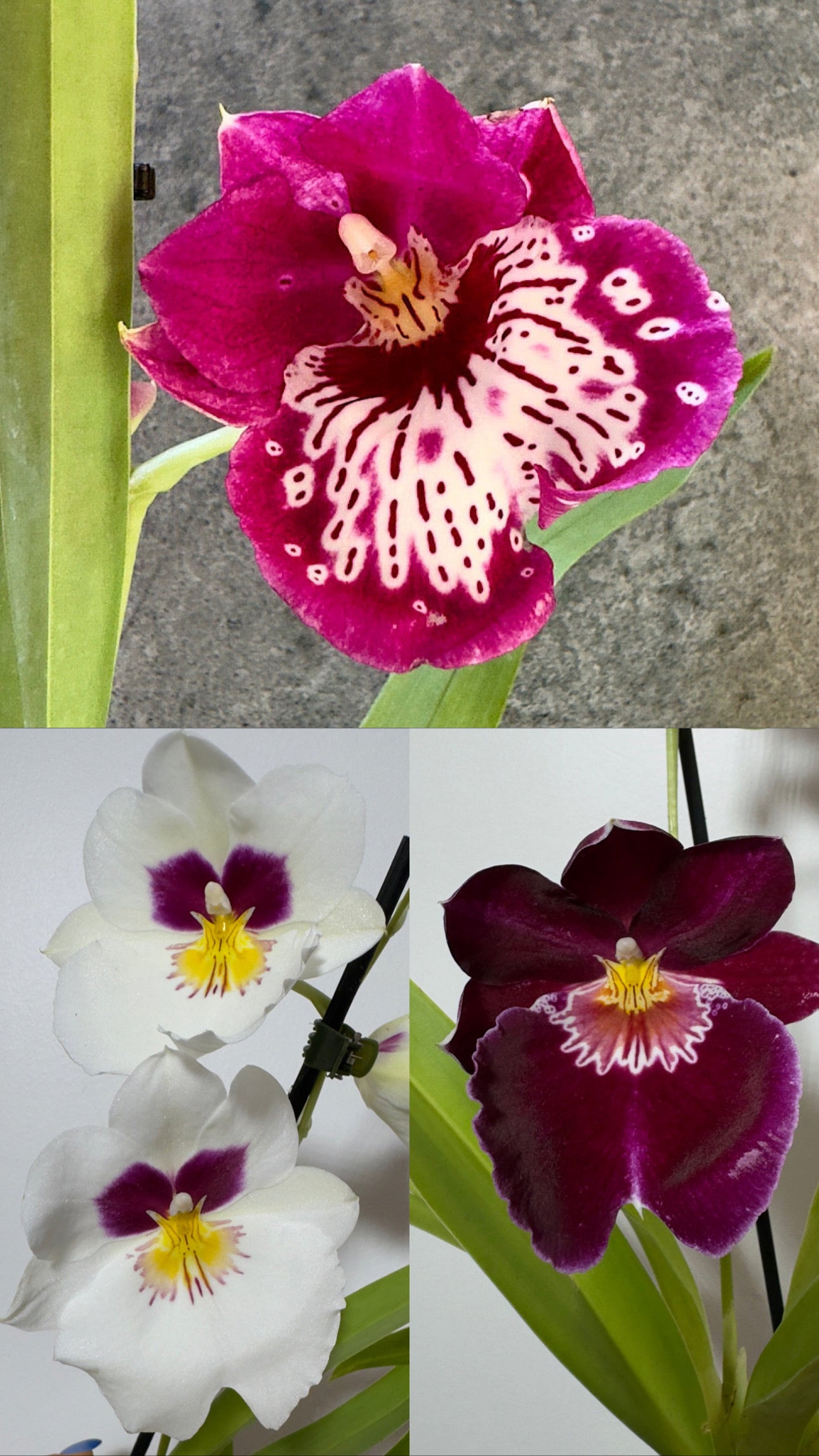 Orhideja Miltoniopsis mix