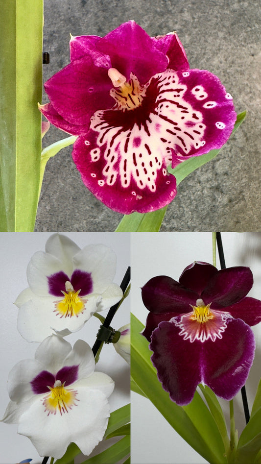 Orhideja Miltoniopsis mix