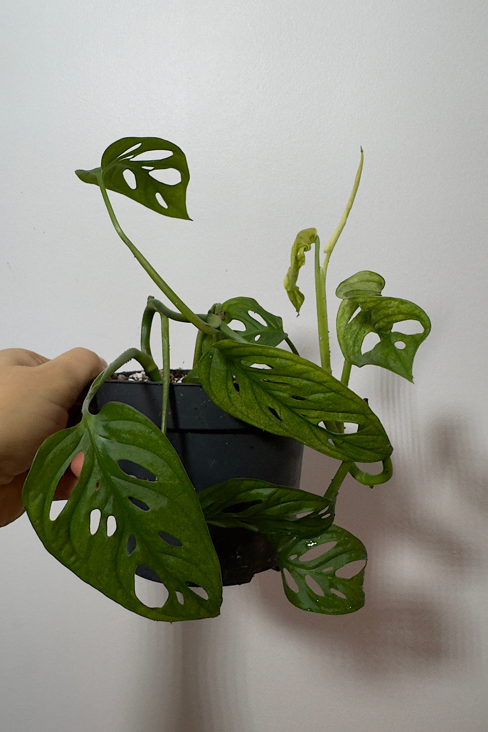 Monstera Adansonii Variegata mišinys 2