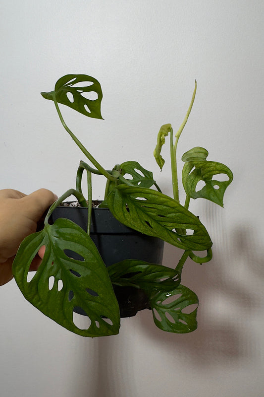 Monstera Adansonii Variegata mix 2