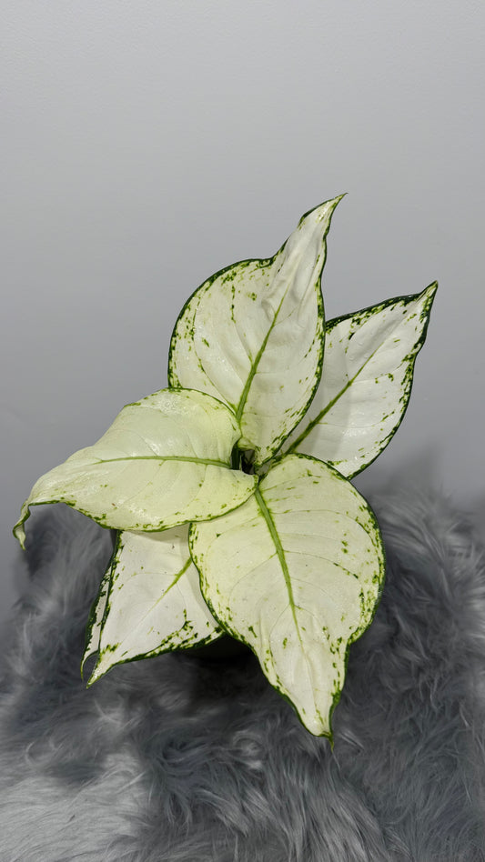 Aglaonema 15