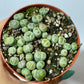 Lithops 5