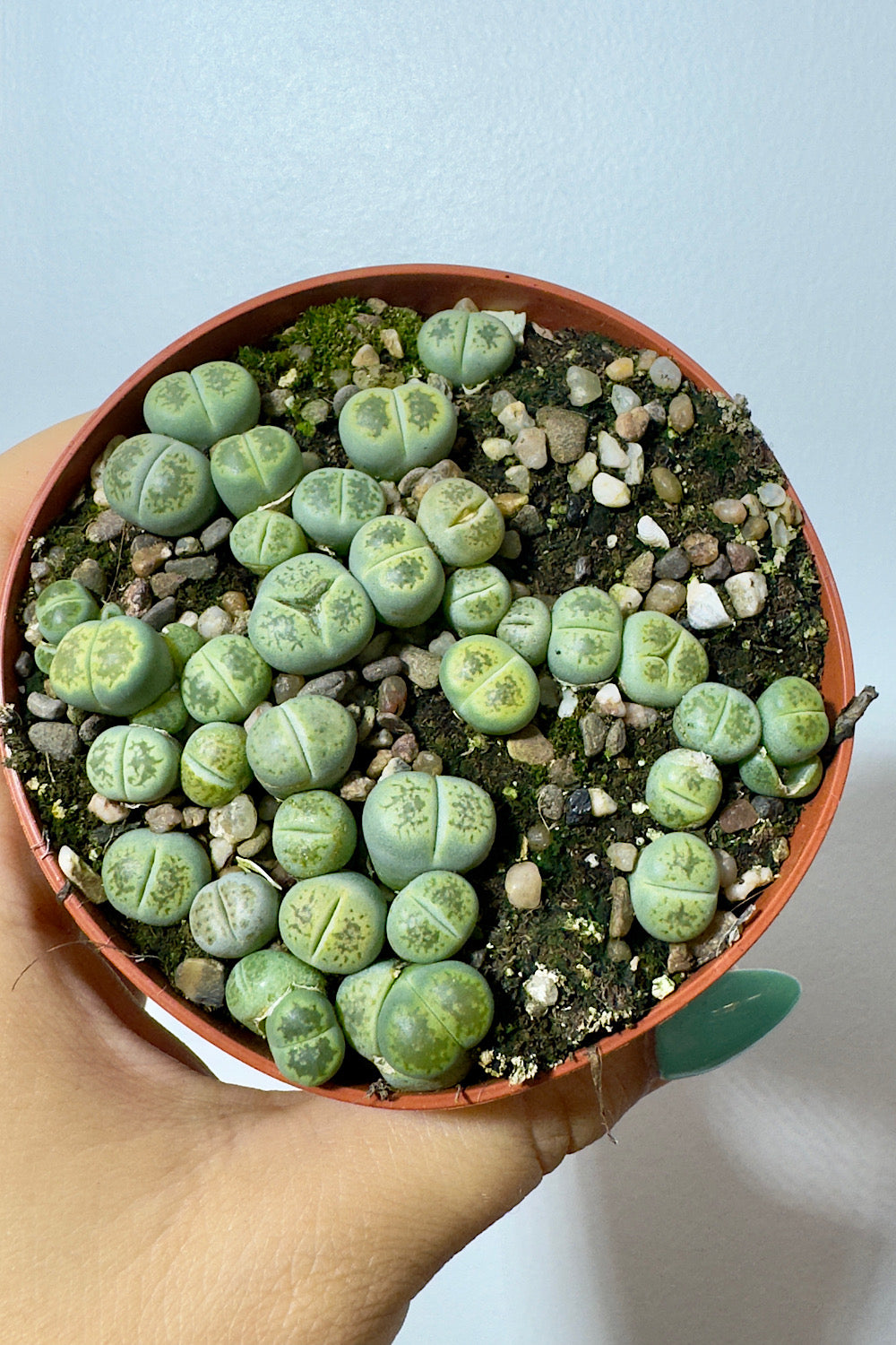 Lithops 5