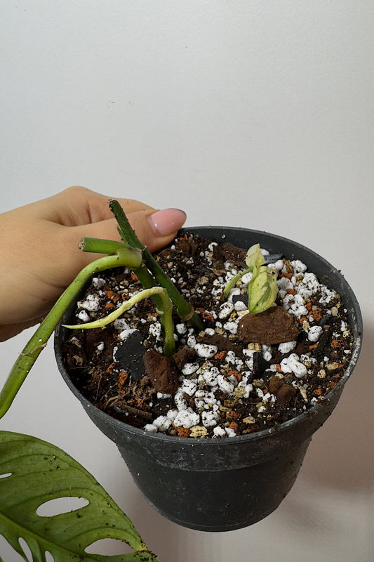 Monstera Adansonii Variegata mix 4