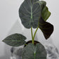 Alocasia Regal Shields