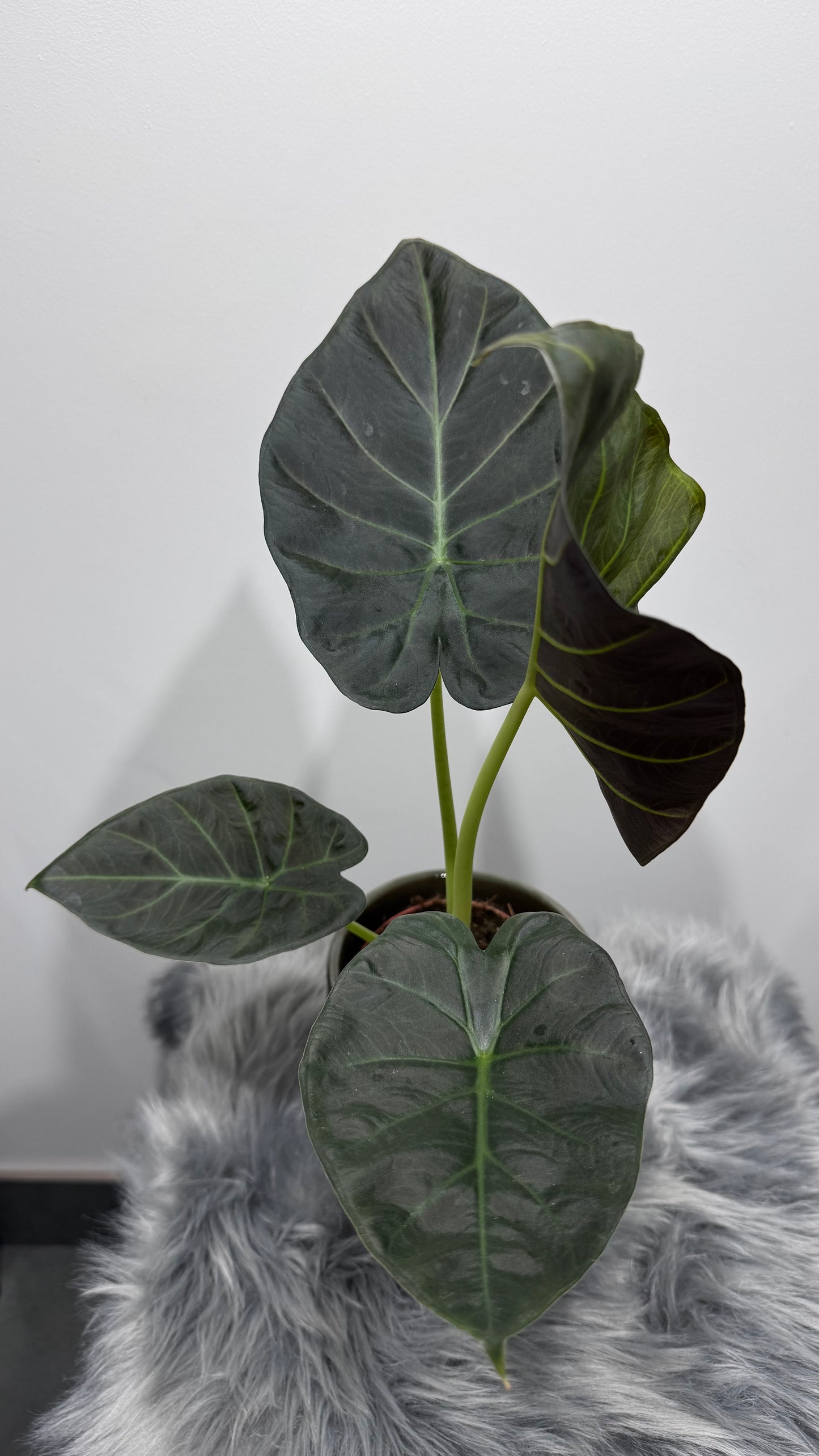 Alocasia Regal Shields