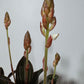 Ludisia discolor orchid