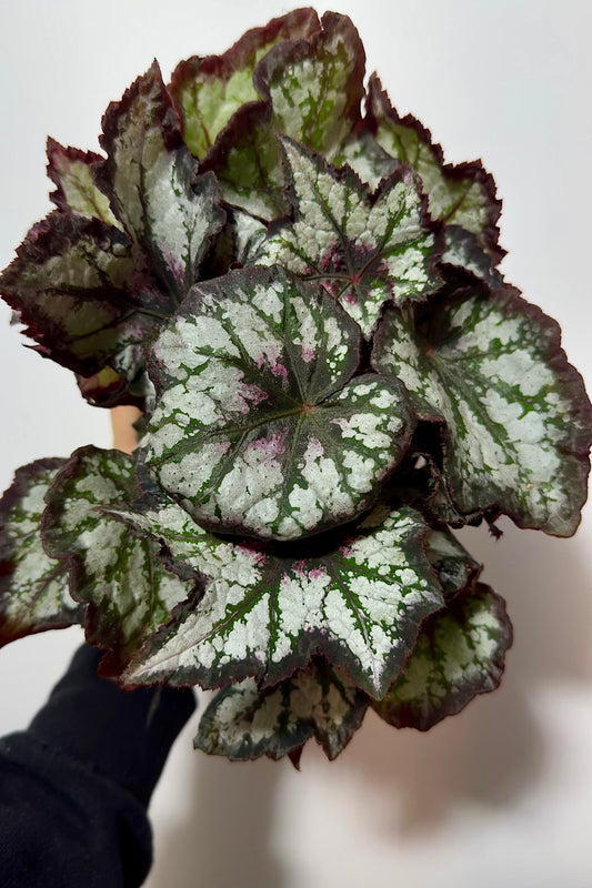 Begonia Rex 4