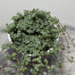 Pilea Glaucophylla Greyzy