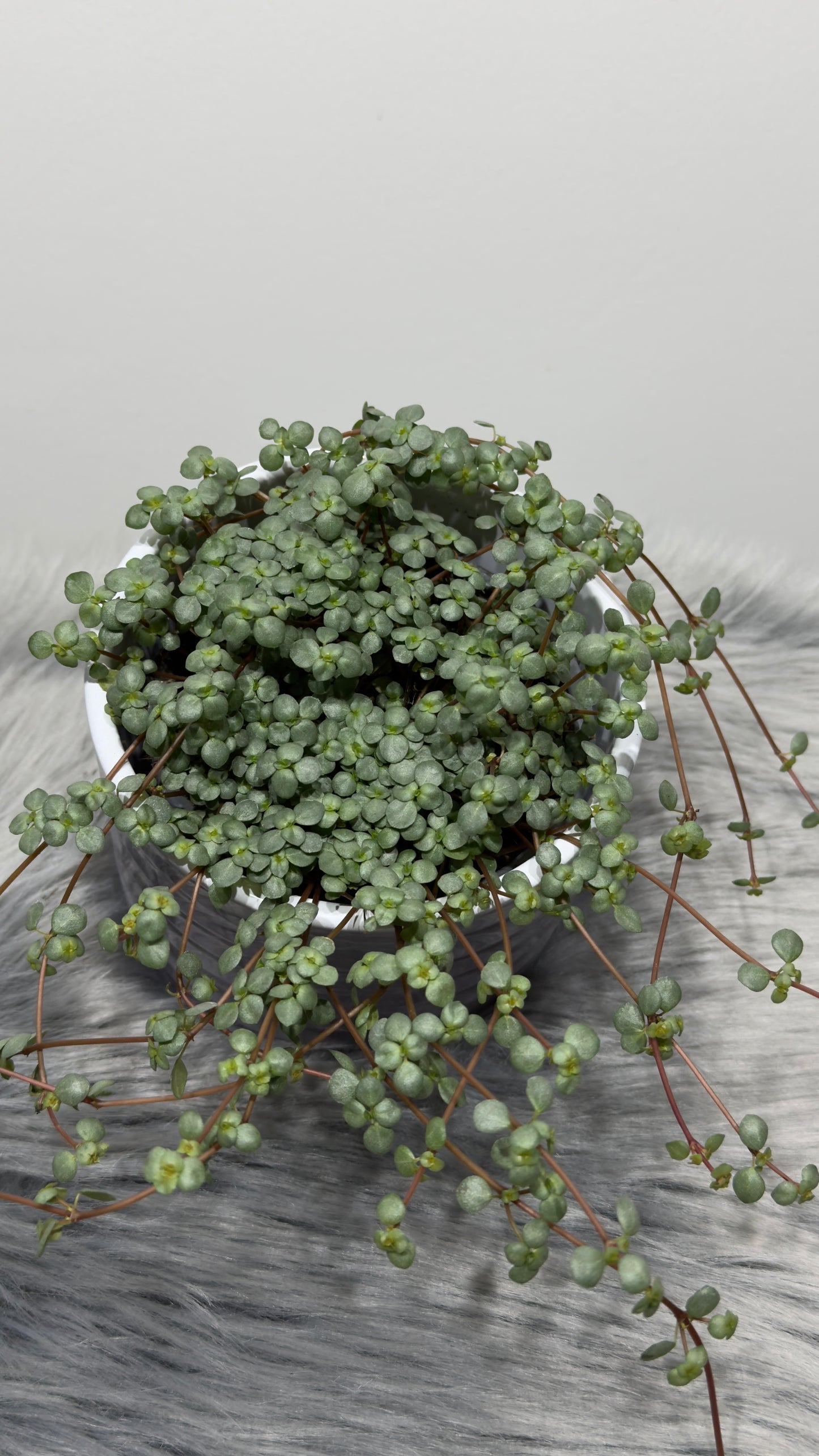 Pilea Glaucophylla Greyzy