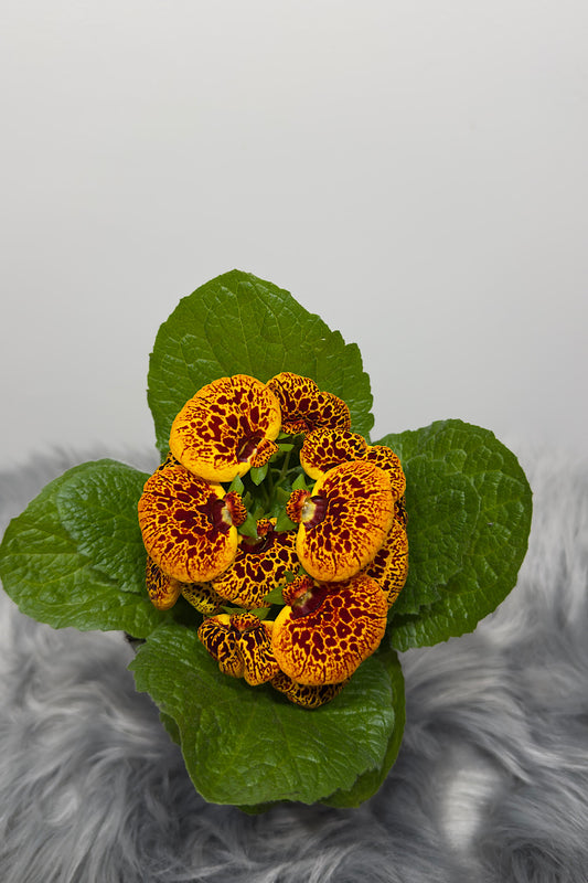 Calceolaria Herbeohybrida 2