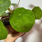 Pilea Sugar