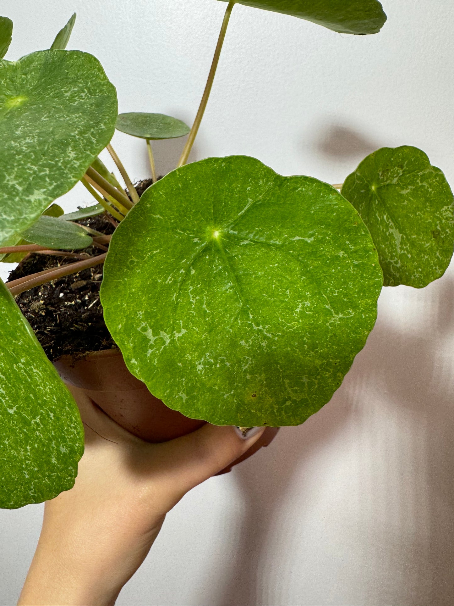 Pilea Sugar