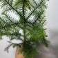 Araucaria Heterophylla