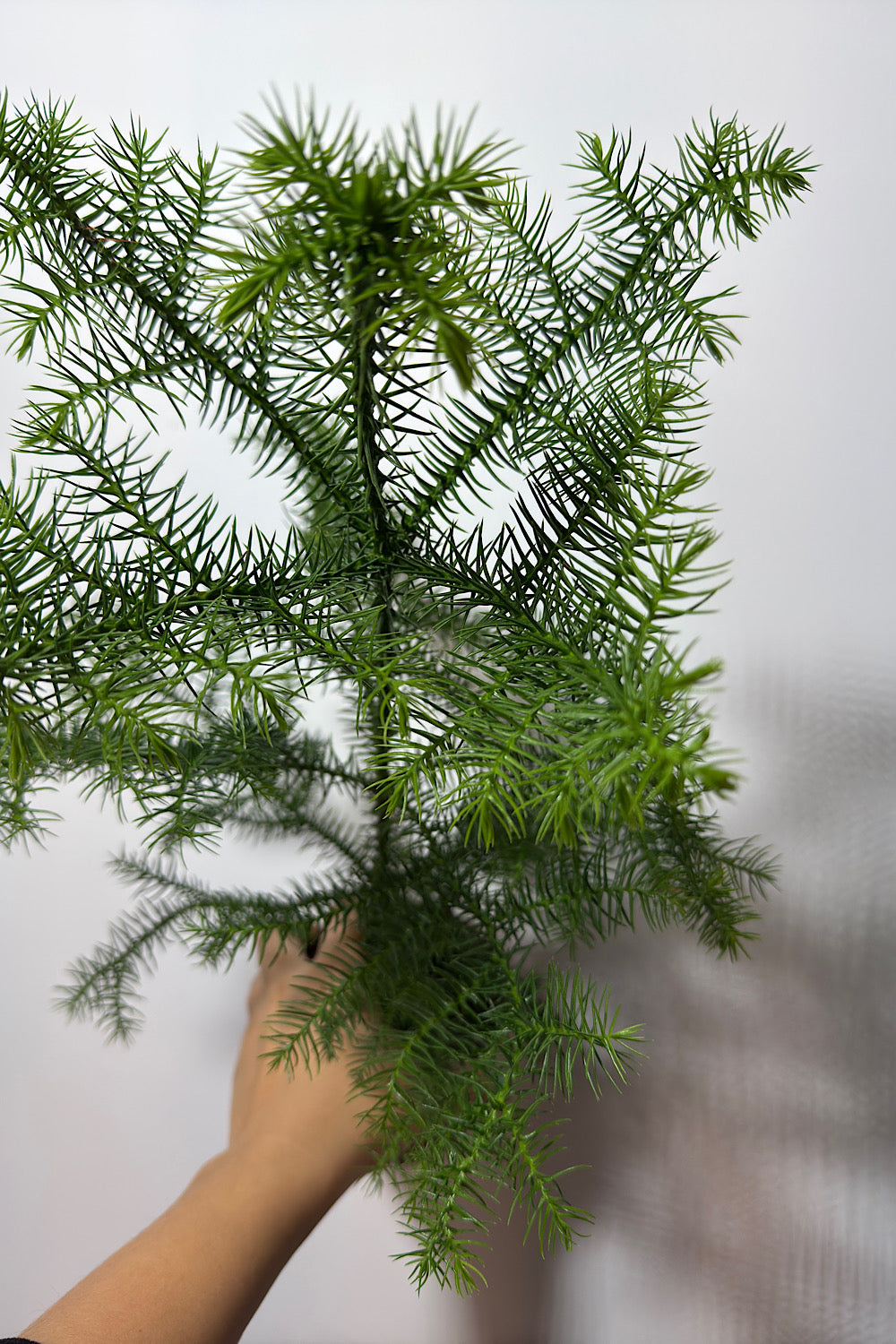 Araucaria Heterophylla