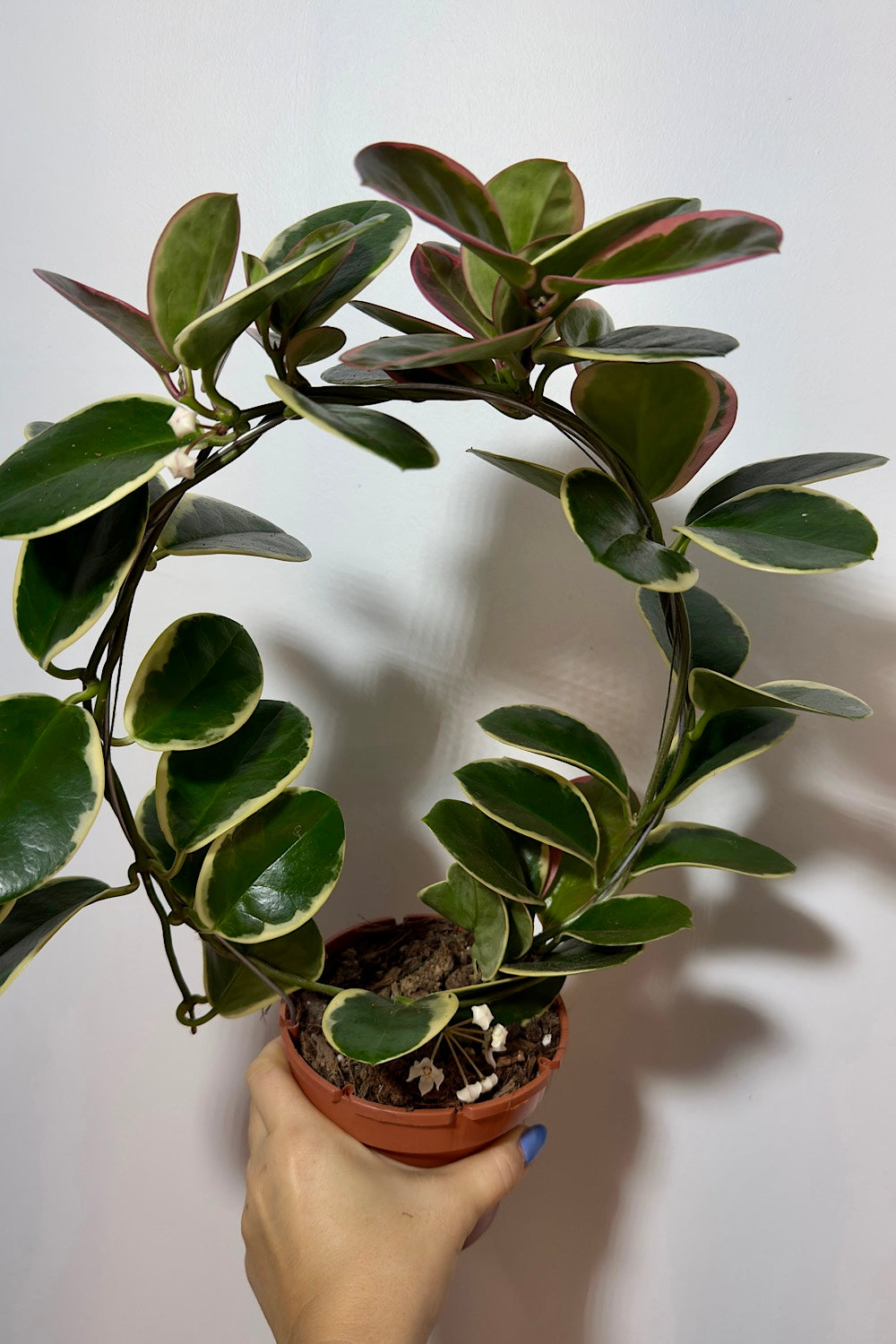 Hoya Australis Blondie