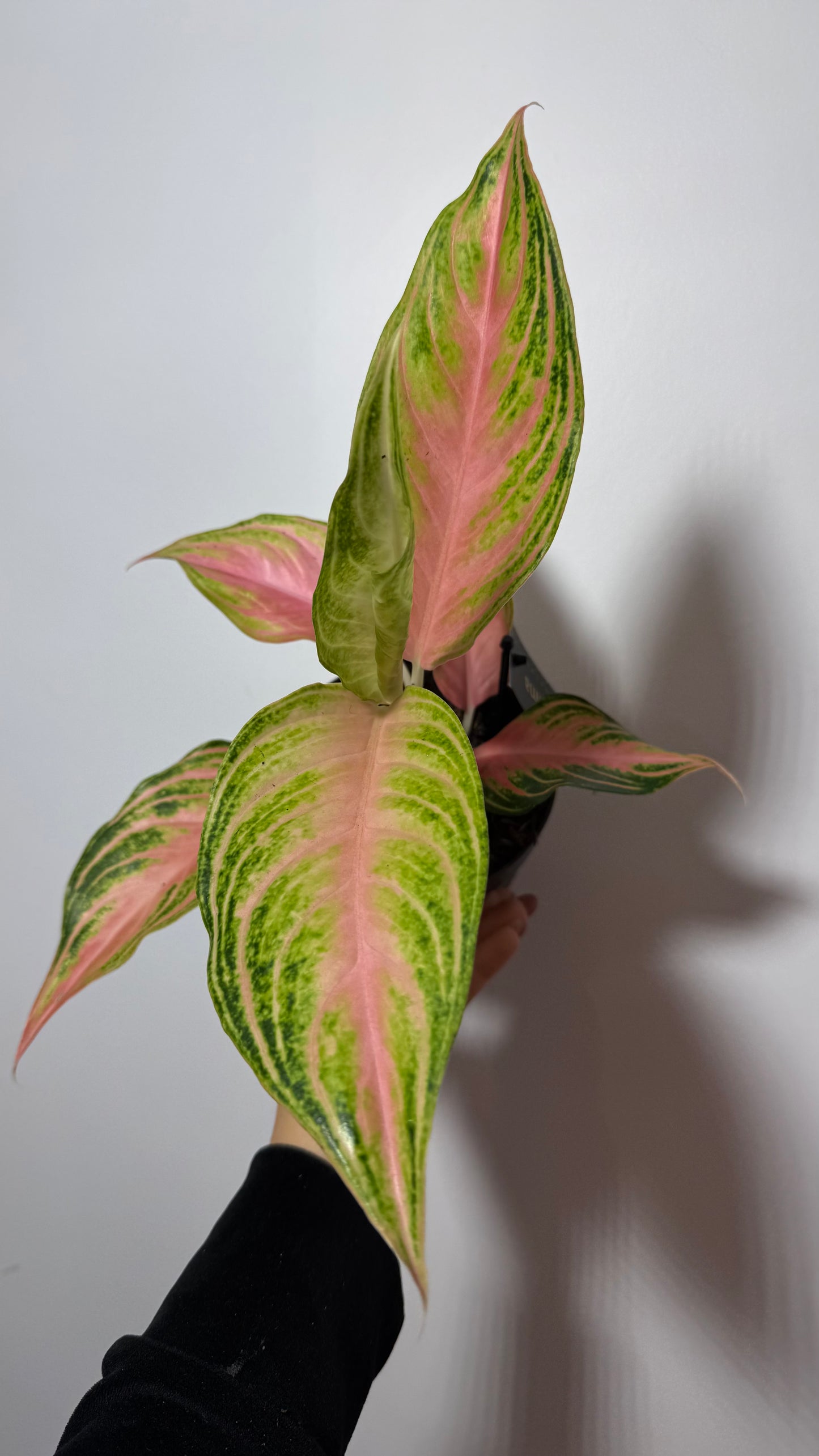 Aglaonema 10