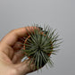 Gaisa augs Tillandsia Air plant 2