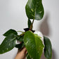 Philodendron 'White Princess'