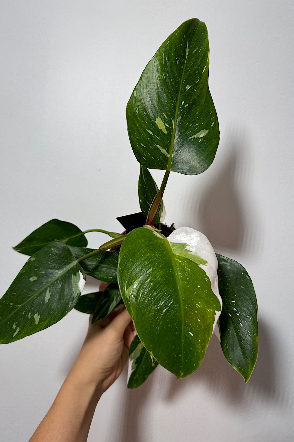 Philodendron 'White Princess'