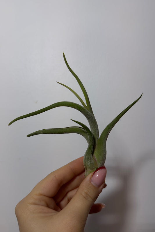 Gaisa augs Tillandsia Air plant 7