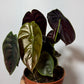 Alocasia cuprea 'Red Secret'